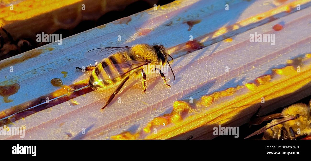 Immagine ravvicinata di un'ape su Honeycomb in un alveare, che mostra le sue caratteristiche e comportamenti dettagliati Foto Stock