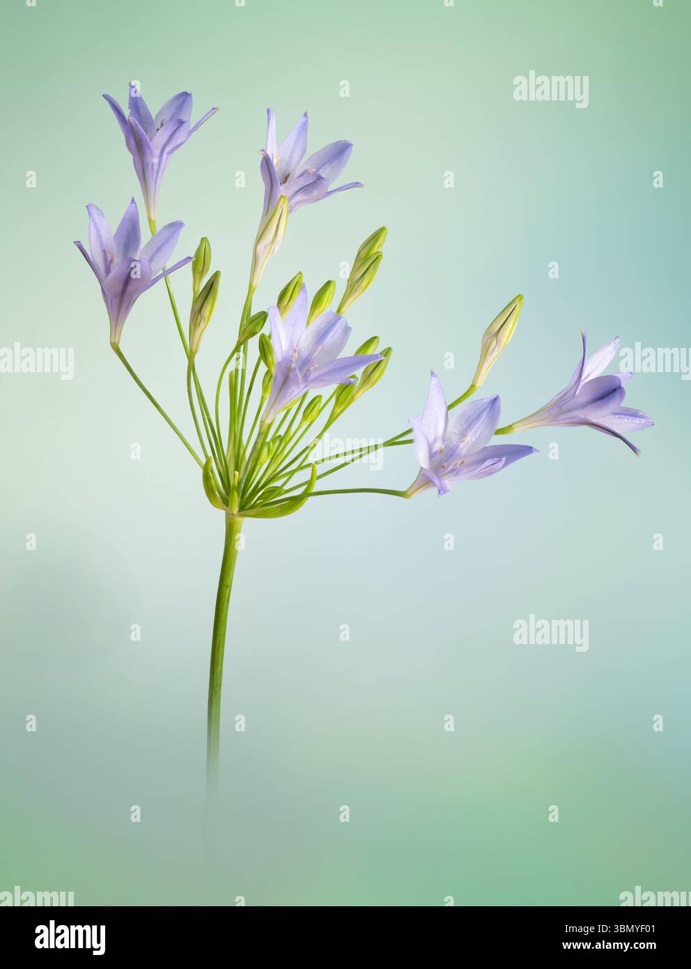Fiori di Agapanthus fotografati su uno sfondo verde chiazzato Foto Stock