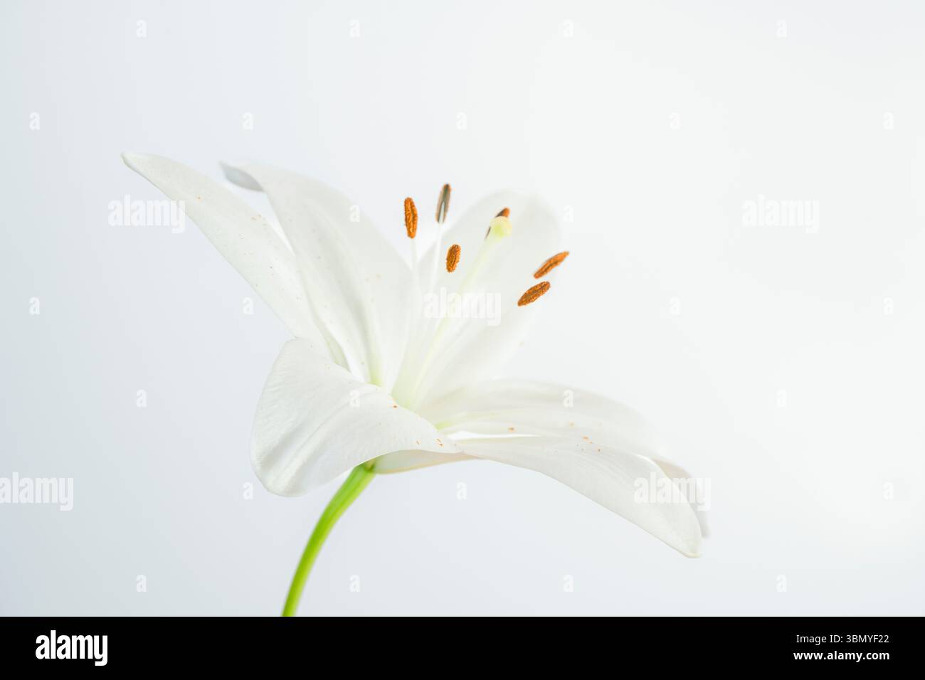 Un fiore di giglio bianco fotografato su un semplice sfondo bianco, che mostra un polline arancione luminoso Foto Stock