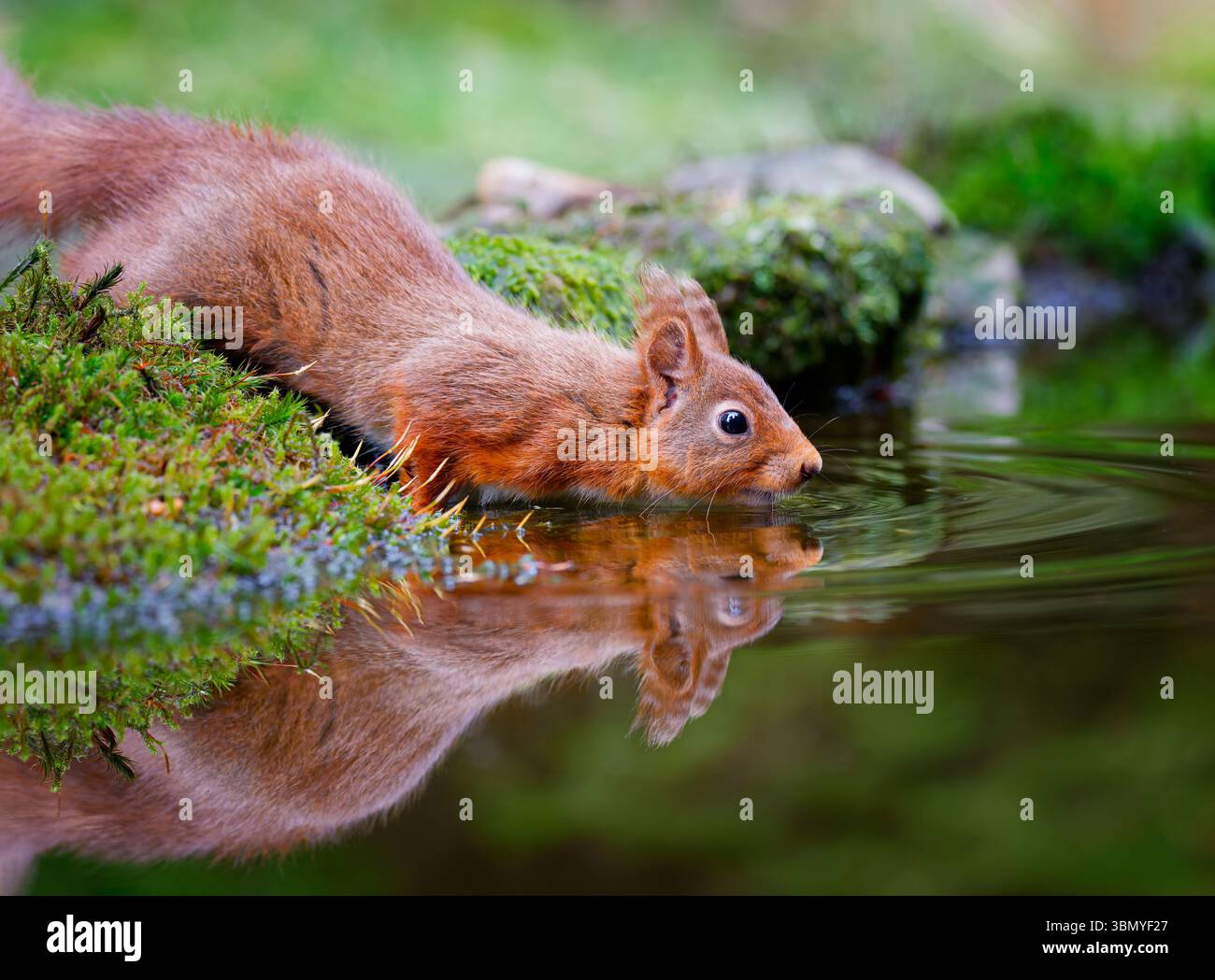 Uno scoiattolo rosso britannico (Sciurus vulgaris), noto anche come scoiattolo rosso eurasiatico, sta per nuotare attraverso uno stagno Foto Stock