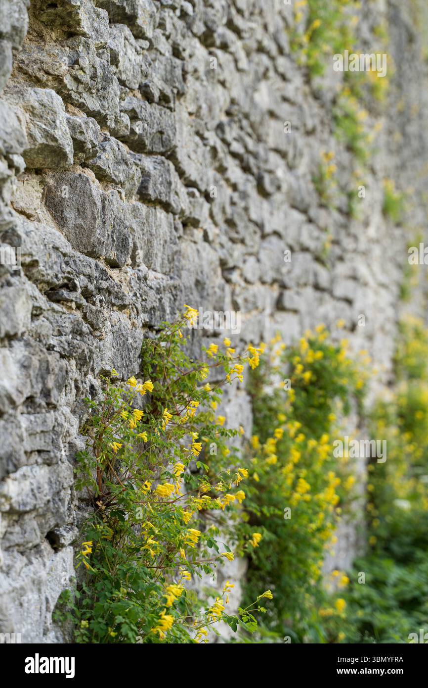 Antico muro di pietra del castello di Haapsalu con fiori selvatici gialli, Estonia. Foto Stock