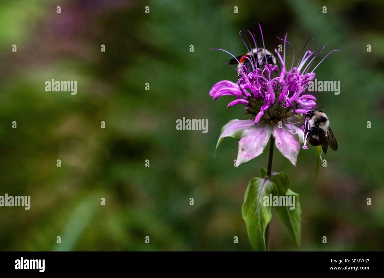 Fiore del balsamo delle api Foto Stock