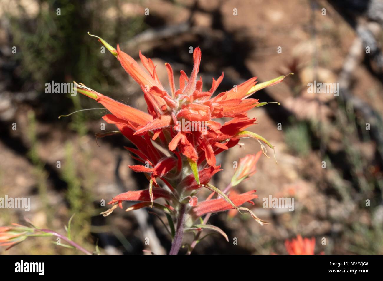 Fiore di corallo rosso al Grand Canyon, Arizona, USA Foto Stock