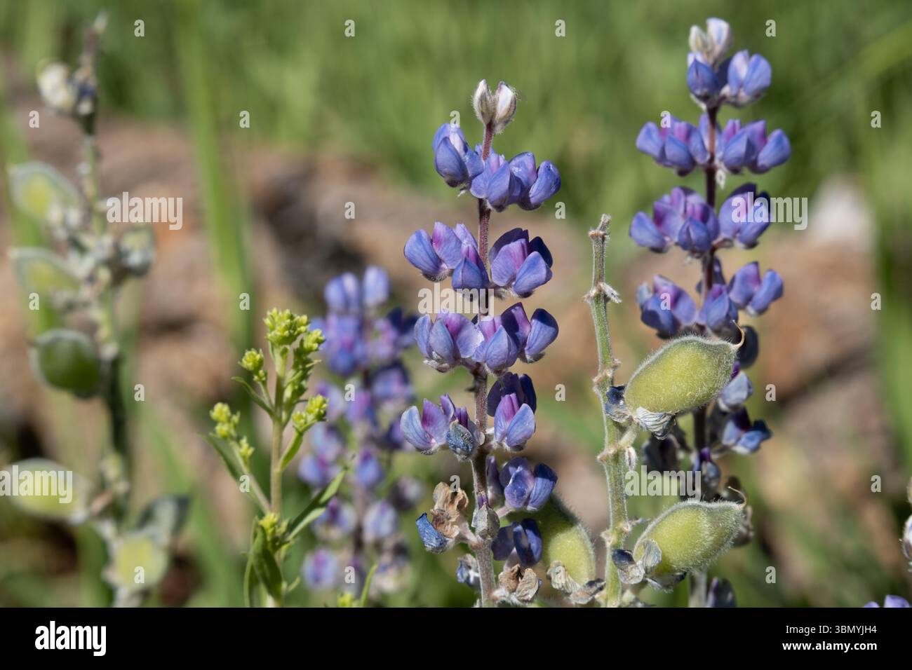 Fiore di lupino viola al Grand Canyon, Stati Uniti Foto Stock