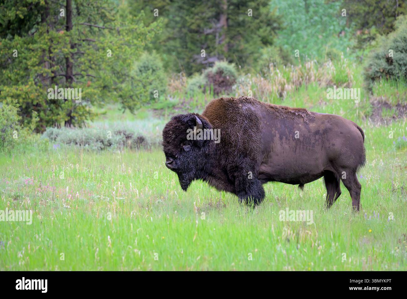 Toro American Bison (bisonte bisonte bisonte) in erba, parco nazionale di Yellowstone, Wyoming, Stati Uniti. Foto Stock Toro American Bison (bisonte bisonte bisonte) in erba, parco nazionale di Yellowstone, Wyoming, Stati Uniti. Foto Stock