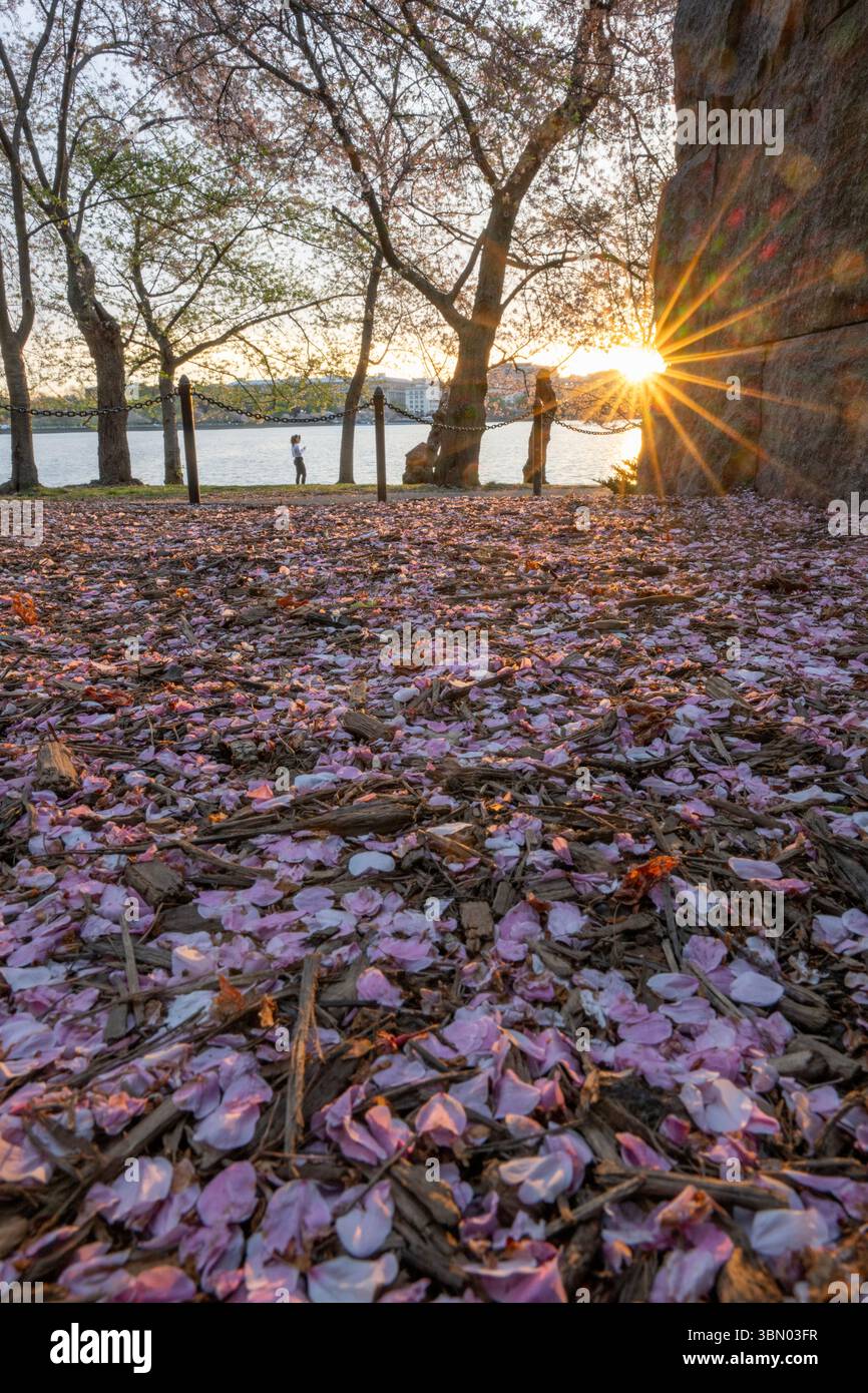 I petali di fiori di ciliegio cadono al Tidal Basin nel National Mall di Washington, D.C. Foto Stock