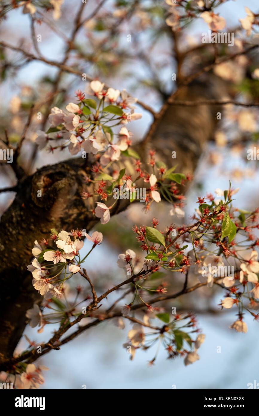 I ciliegi fioriscono al Tidal Basin sul National Mall di Washington, D.C. Foto Stock