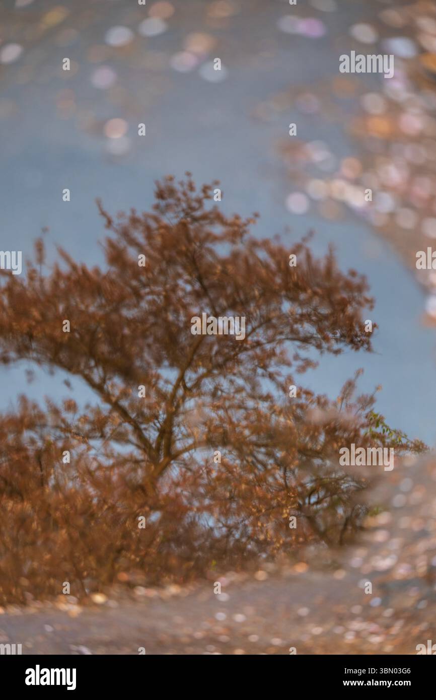 I petali di fiori di ciliegio cadono al Tidal Basin nel National Mall di Washington, D.C. Foto Stock