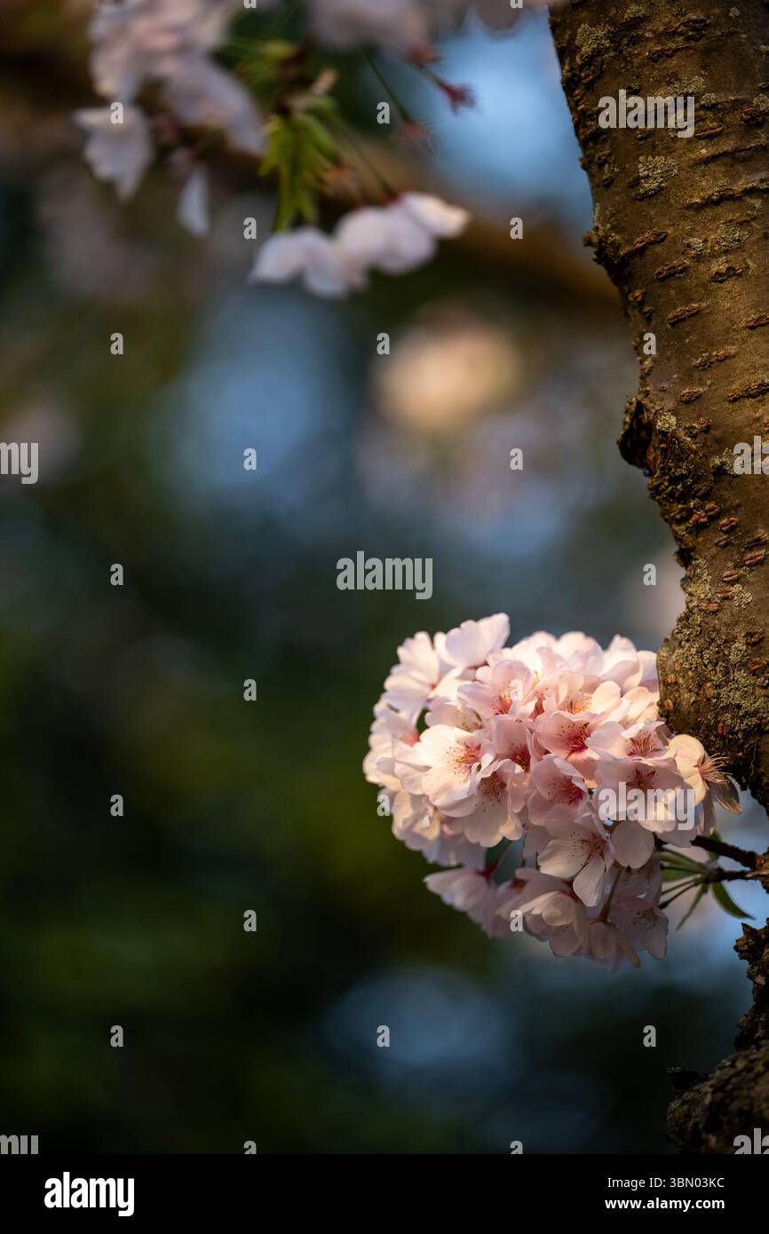 Un dettaglio di fiori di ciliegio al Tidal Basin sul National Mall di Washington, D.C. Foto Stock