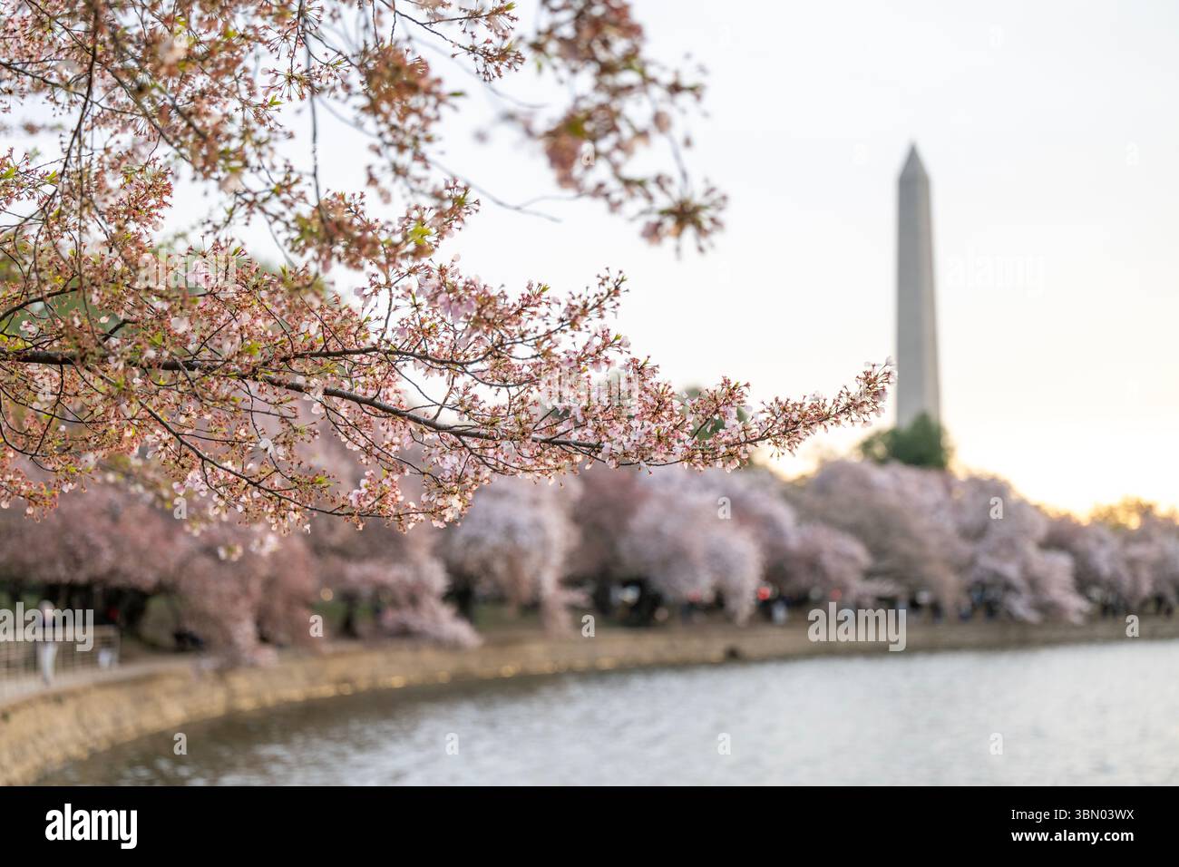 I petali di fiori di ciliegio cadono al Tidal Basin nel National Mall di Washington, D.C. Foto Stock