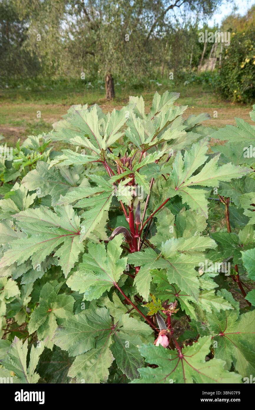 Abelmoschus esculentus pianta con frutta fresca e fiori Foto Stock