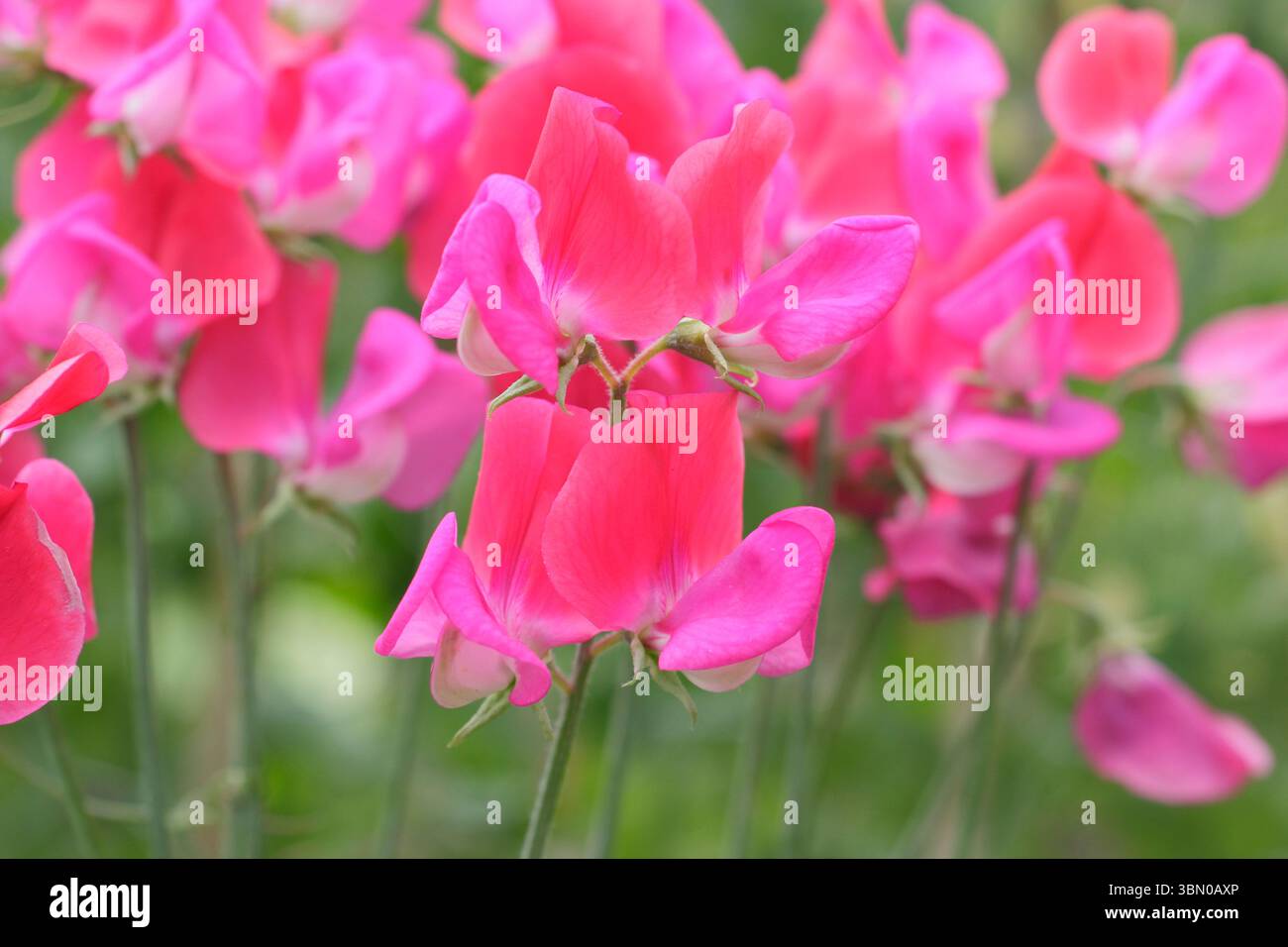 Dolce pisello. Lathyrus odoratus, signorina Willmott. Fiori bicolori di rosa e salmone di piselli dolci cimellati Miss Willmott a fine giugno. REGNO UNITO Foto Stock