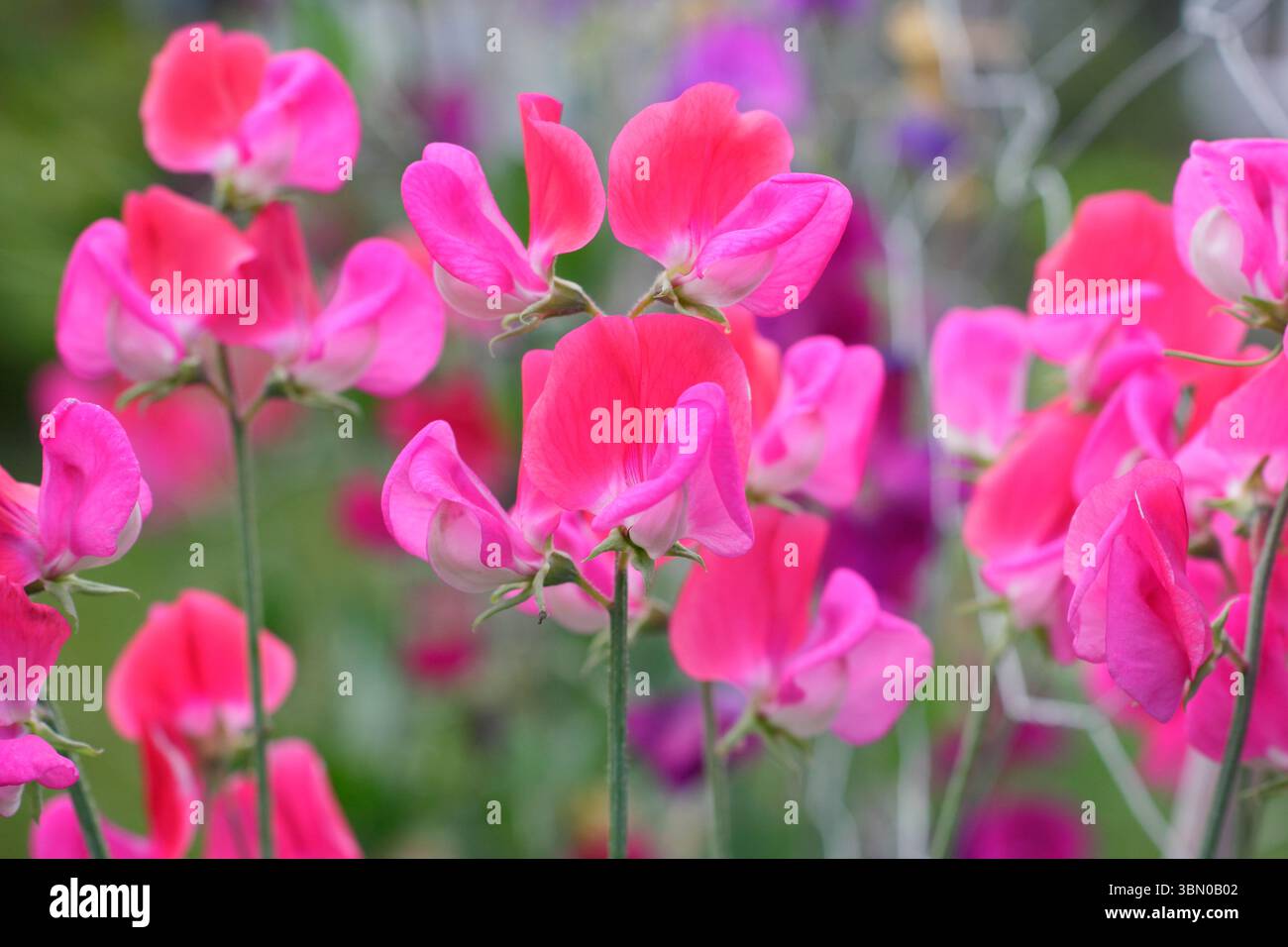 Dolci piselli. Lathyrus odoratus, signorina Willmott. Fiori bicolori di rosa e salmone di piselli dolci cimellati Miss Willmott a fine giugno. REGNO UNITO Foto Stock