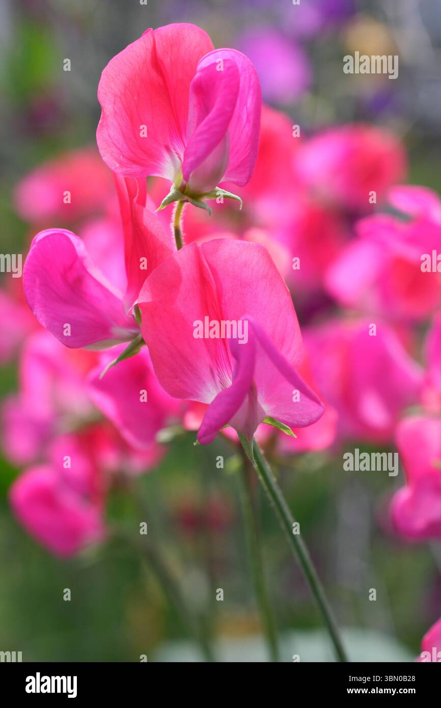 Dolci piselli. Lathyrus odoratus, signorina Willmott. Fiori bicolori di rosa e salmone di piselli dolci cimellati Miss Willmott a fine giugno. REGNO UNITO Foto Stock
