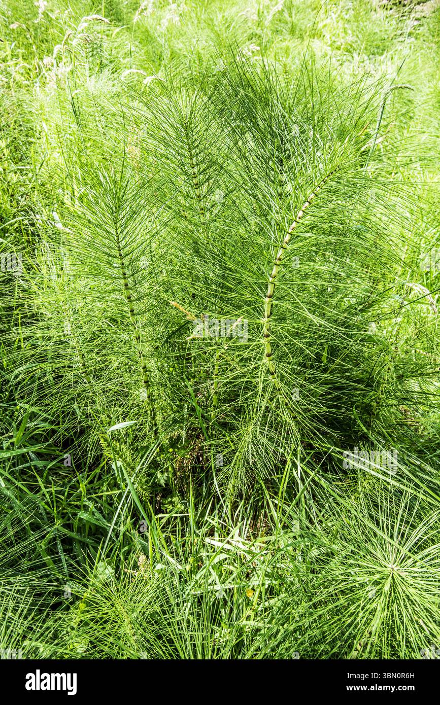 Grandi piante ben consolidate di Equisetum o Horse Tail vicino alla piantagione di "New Pasture" a Long Preston, Yorkshire Dales. Foto Stock