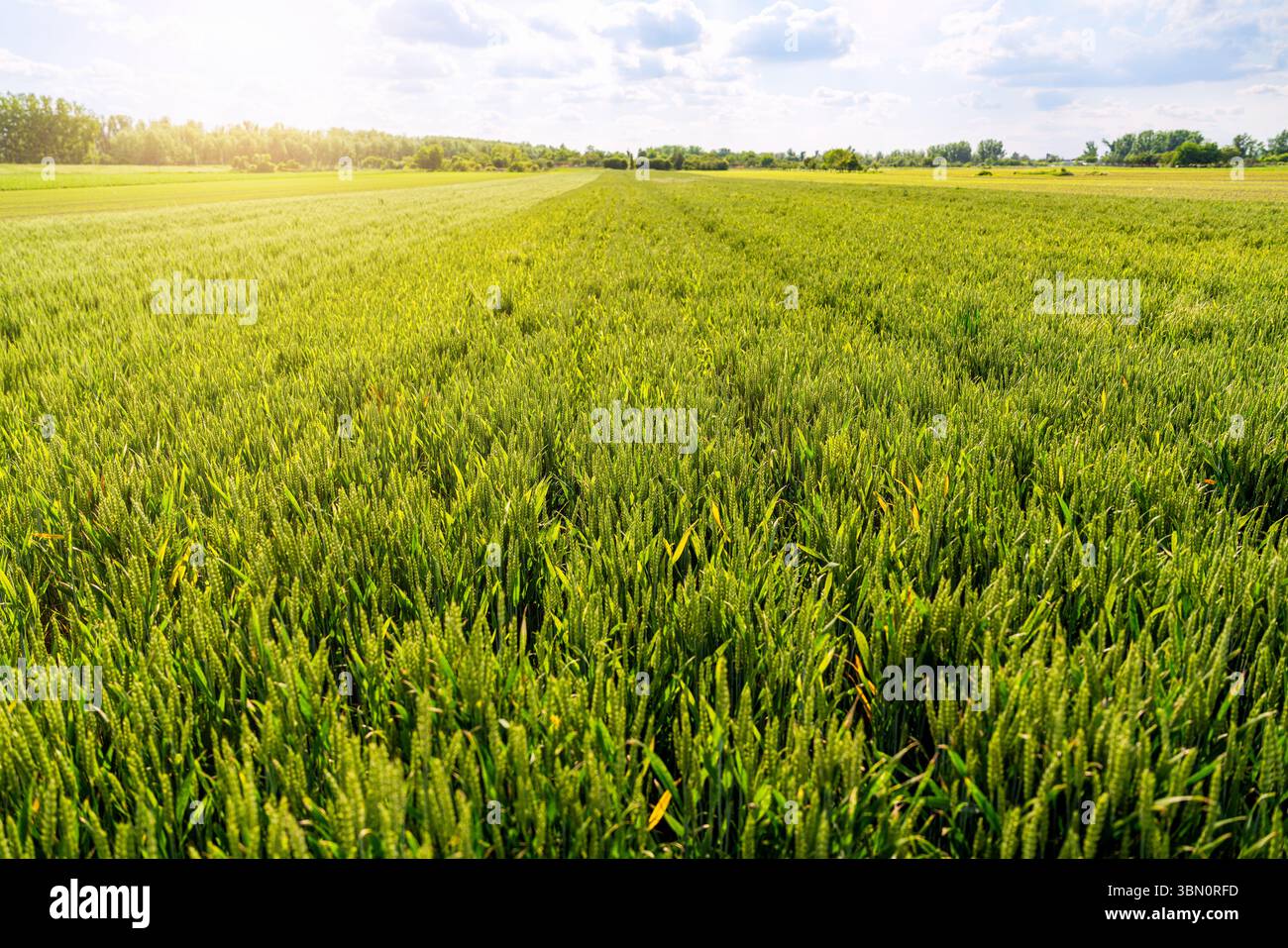 Campo di cereali verde con orecchie di grano giovane a metà stagione Foto Stock