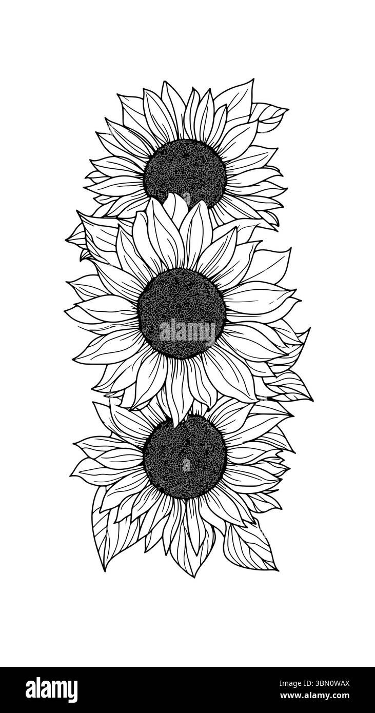 Illustrazione di tre girasoli in fila verticale. Composizione floreale piante in fiore arte estetica. Decorazione design stampa biglietti inviti Illustrazione Vettoriale