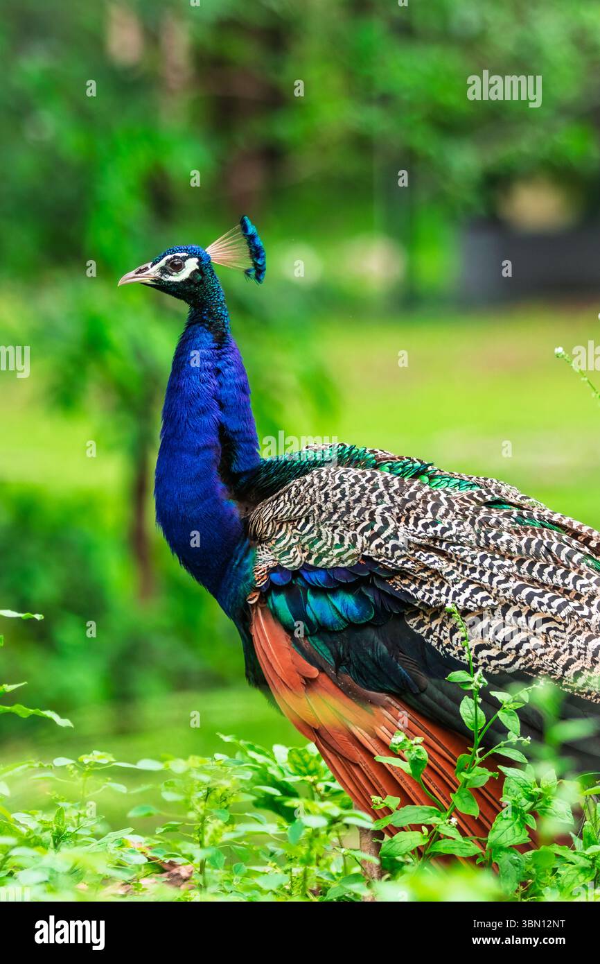 bellissimo pavone in primo piano in una foresta Foto Stock