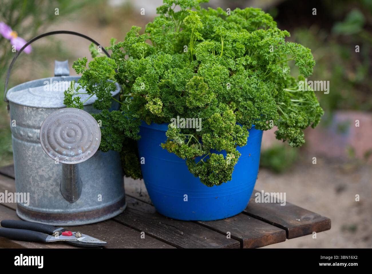 Prezzemolo arricciato Petroselinum crispum var che cresce in un vaso di plastica blu da giardino accanto a un annaffiatoio galvanizzato. In California; Stati Uniti Foto Stock