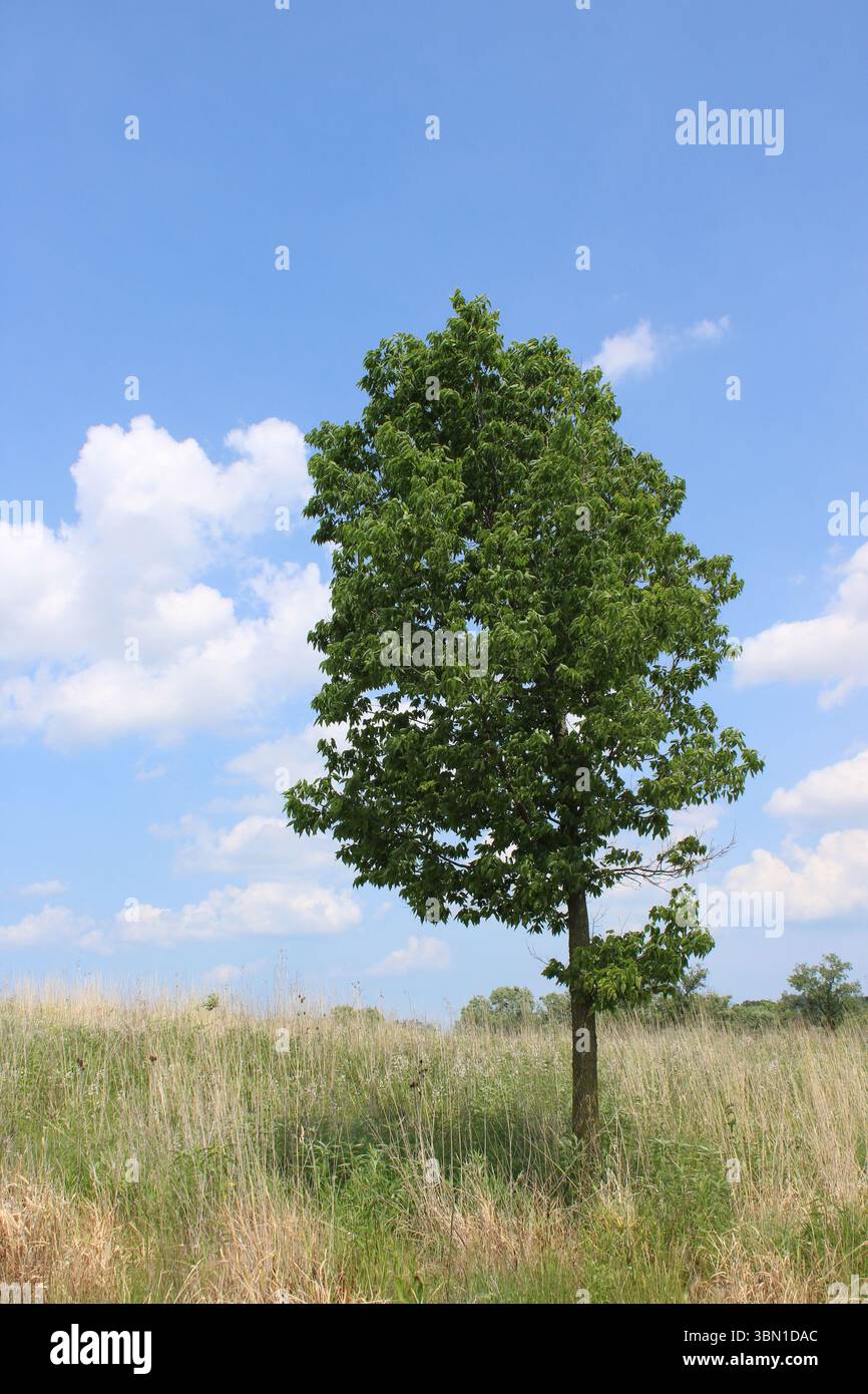 Un unico albero comune di hackberry in un campo della prateria di erba di Linne Woods restaurata a Morton Grove, Illinois Foto Stock