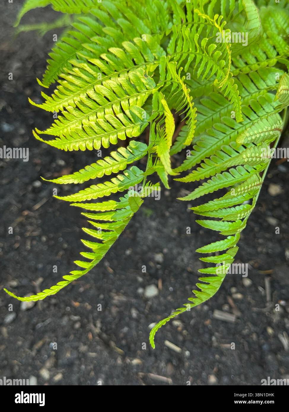 Felce autunnale con fronde testurizzate e verdi ricche in un giardino ombreggiato. Un impianto robusto e a bassa manutenzione, perfetto per boschi o paesaggi ombreggiati. Foto Stock