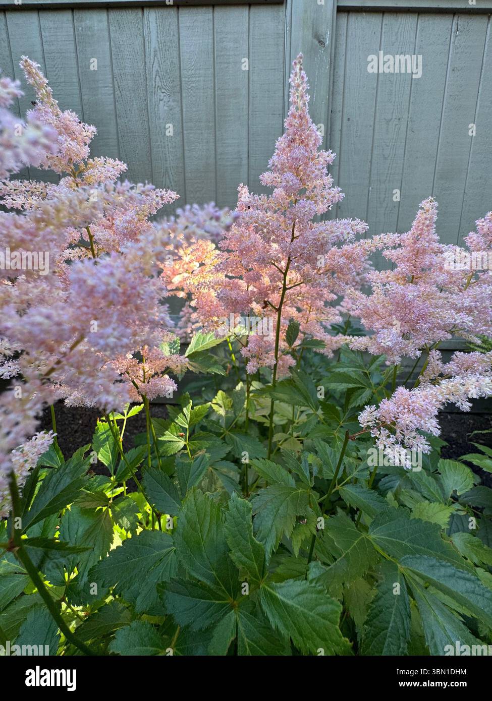 Astilbe rosa in piena fioritura con pennacchi piumati e lussureggiante vegetazione. Perenne che ama le sfumature che aggiunge morbidezza e colore al giardino. - Immagine stock catturata con smartphone