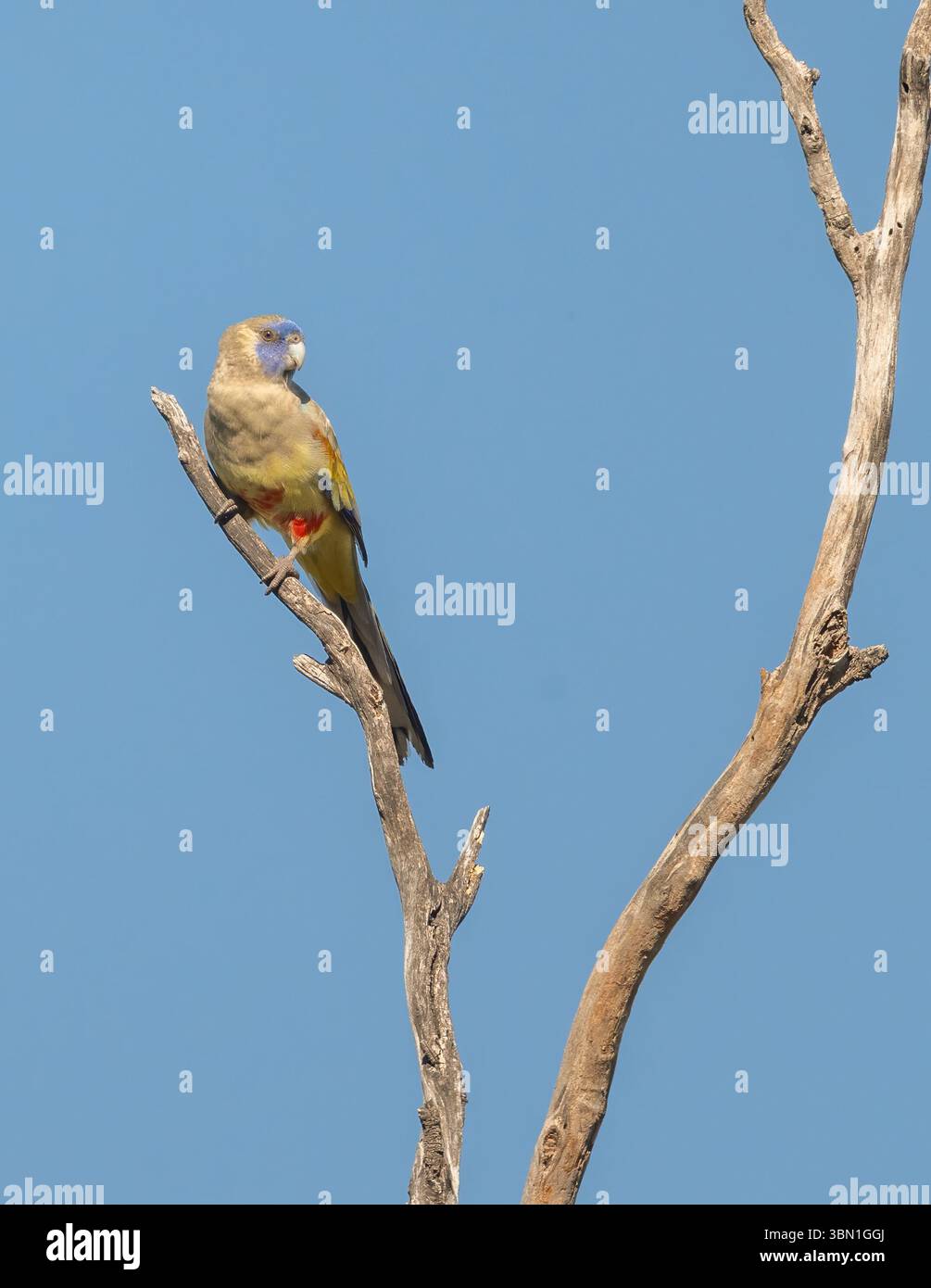 Greater Bluebonnet (Northiella haematogaster) pappagallo marrone con pancia gialla, sottocoda rossa e faccia blu, piccolo pappagallo originario dell'Australia, Foto Stock