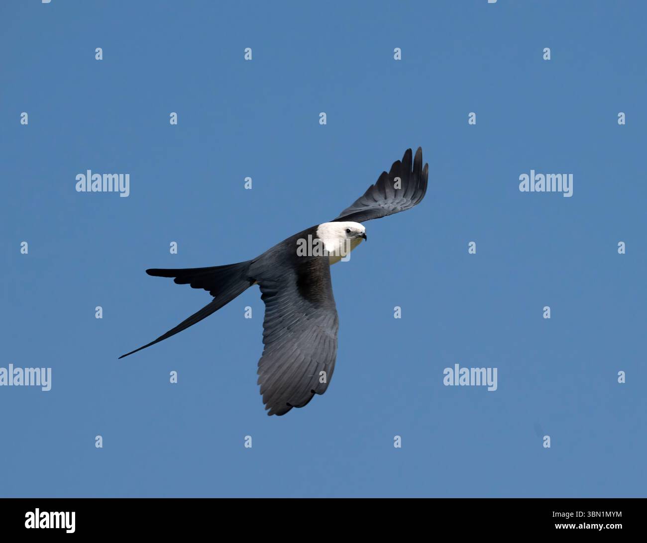 Aquilone dalla coda di rondine (Elanoides forficatus) che si innalza nel cielo, Clear Lake, Texas, Stati Uniti Foto Stock