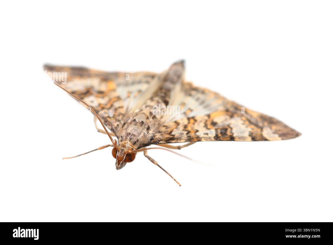 E' una farfalla notturna isolata su bianco. Foto Stock