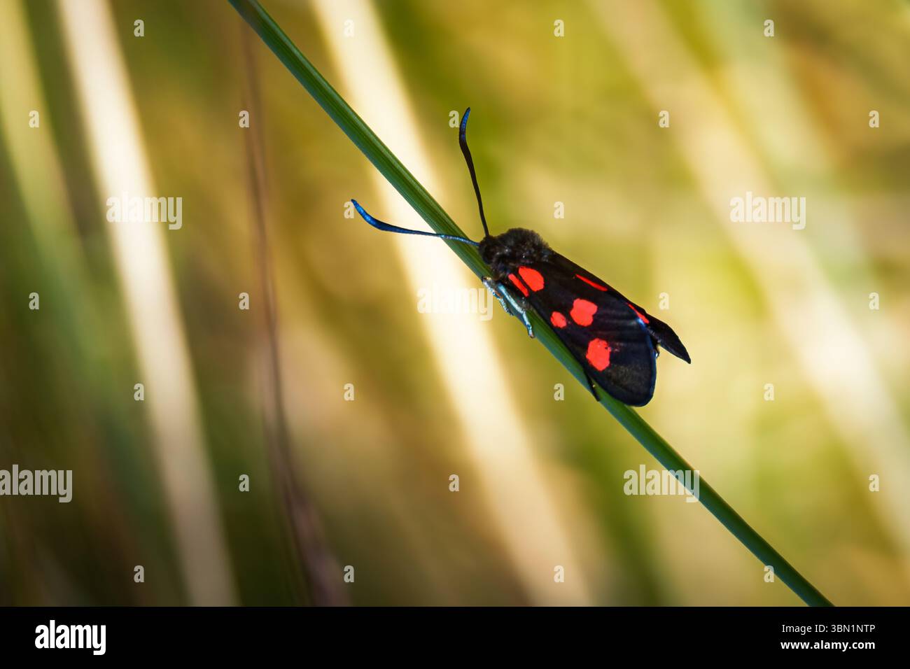 Falena Burnet a sei punti (Zygaena filipendulae) , Amble Northumberland giugno 2025 Foto Stock