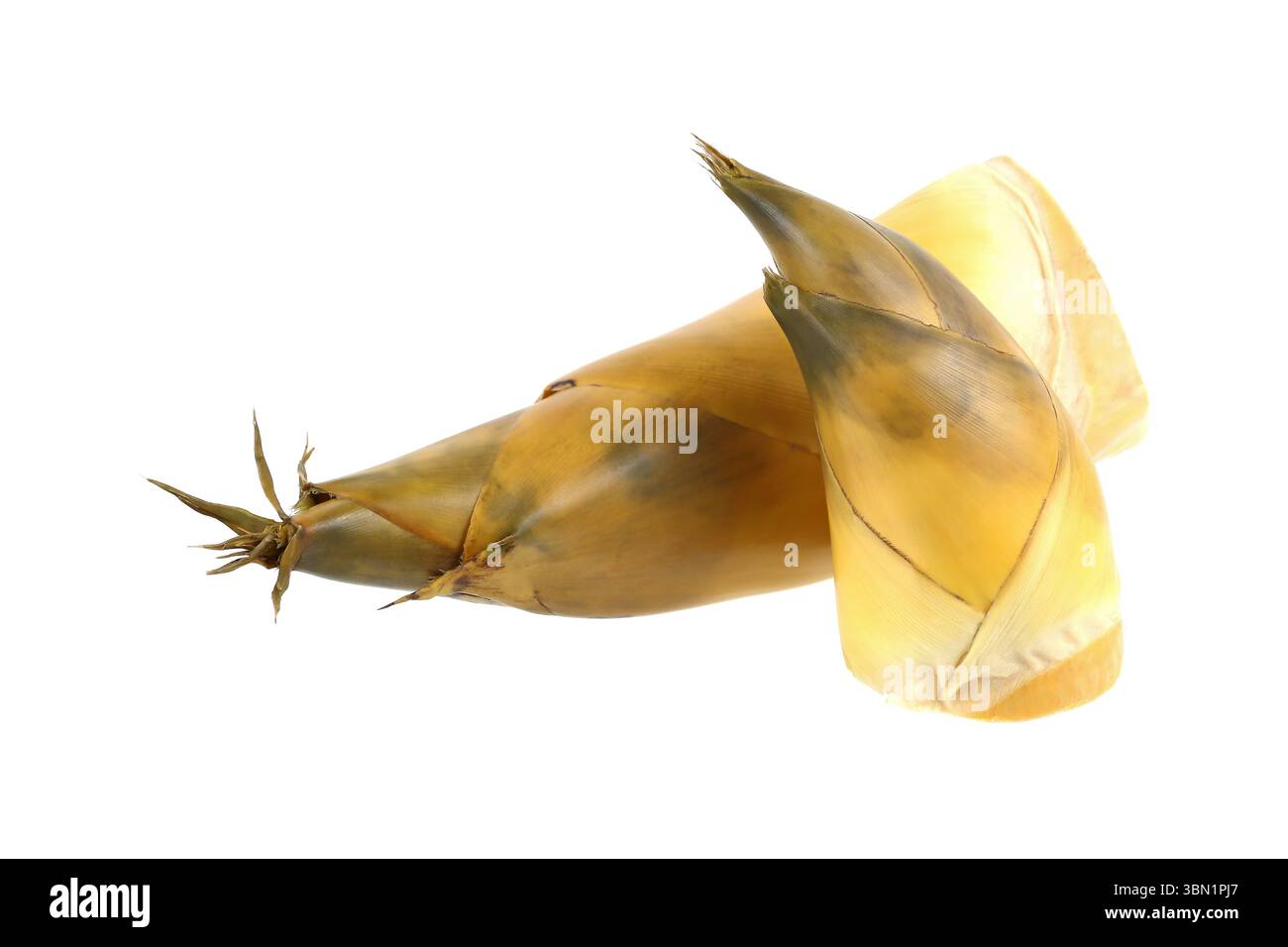 e' una sparatoria di bambù isolata sul bianco. Foto Stock