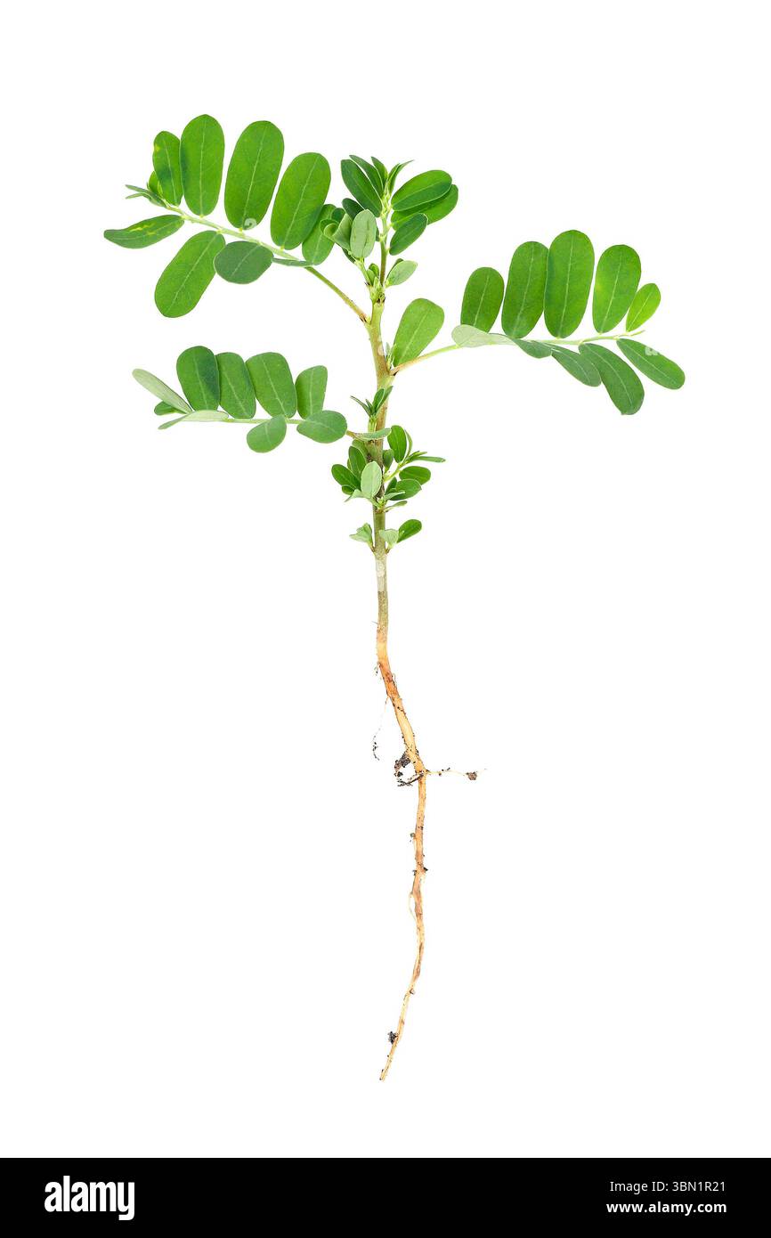 È un piccolo tronco di tamarindo con radice isolata su bianco. Foto Stock