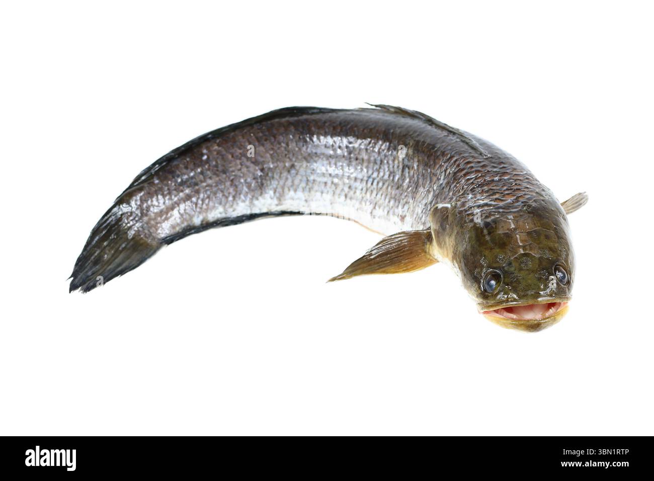 e' un pesce di testa di serpente isolato su bianco. Foto Stock