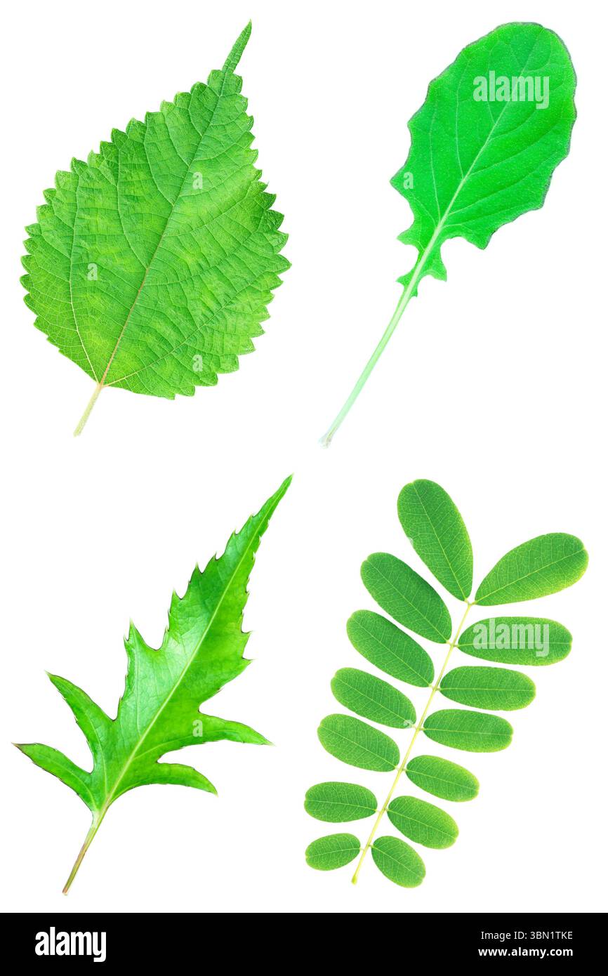Si tratta di una raccolta di quattro foglie isolate su bianco. Foto Stock