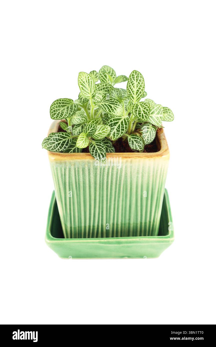 Sono piante ornamentali, foglie di episcia in vaso di fiori isolate su bianco. Foto Stock