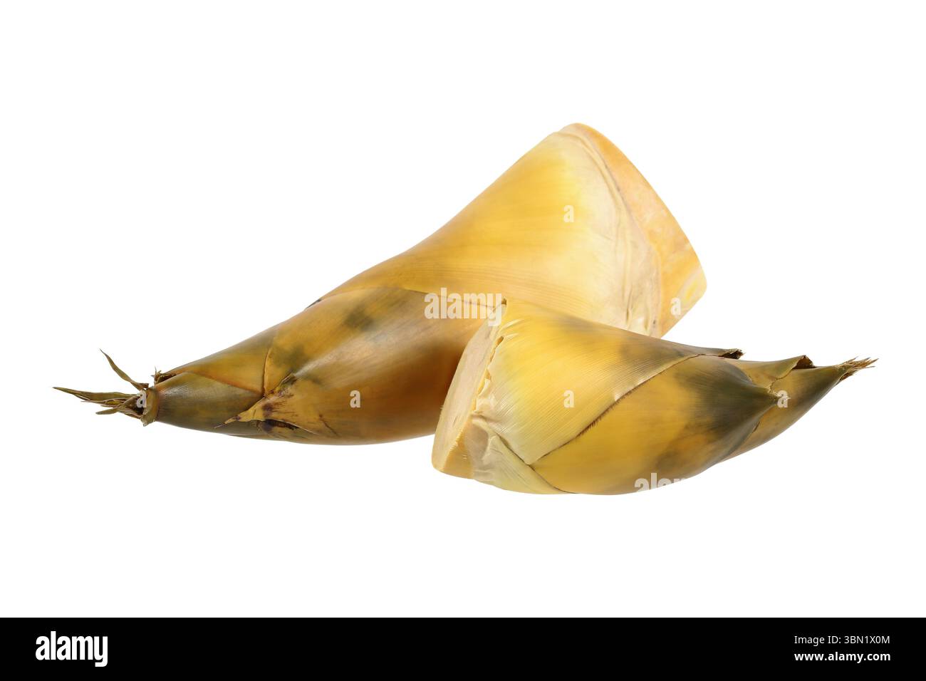 e' una sparatoria di bambù isolata sul bianco. Foto Stock