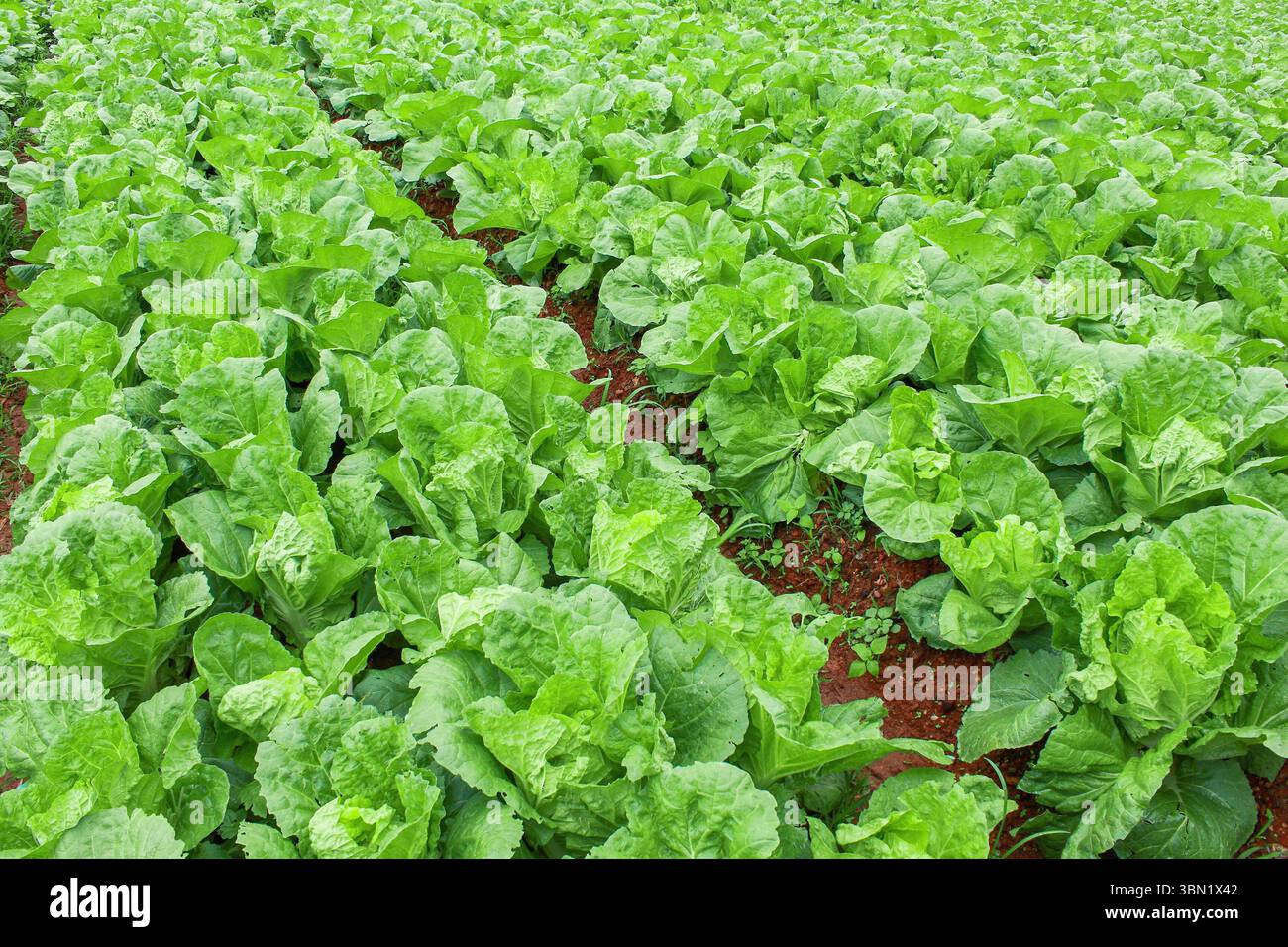 si tratta di un'area coltivata a cavolo per motivi e sfondo. Foto Stock