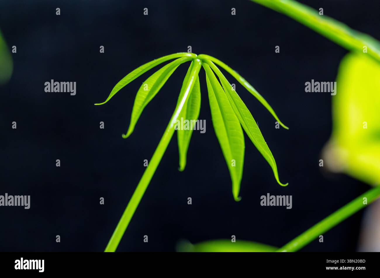 Money Tree (Pachira aquatica) houseplant macro foglie su sfondo nero. Primo piano, messa a fuoco selettiva Foto Stock