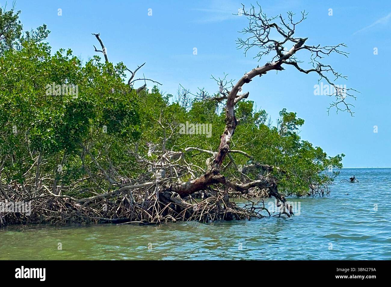 Mangrovie intrecciate con radici nelle acque costiere della Florida - Immagine stock catturata con smartphone