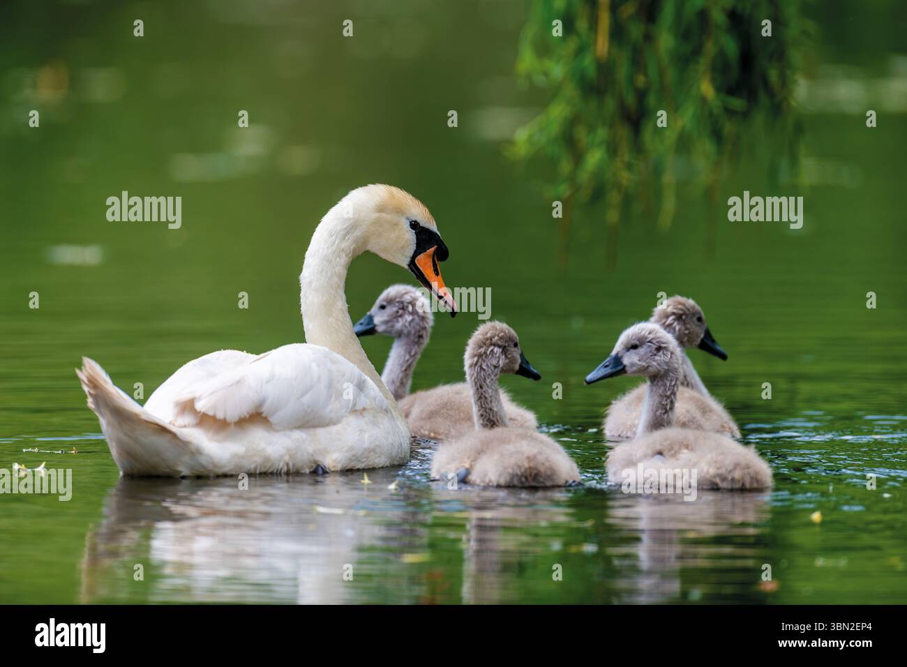 Cigno muto con bambino. Cygnets il giorno d'estate in acque calme. Uccello nell'habitat naturale. La scena della fauna selvatica Foto Stock