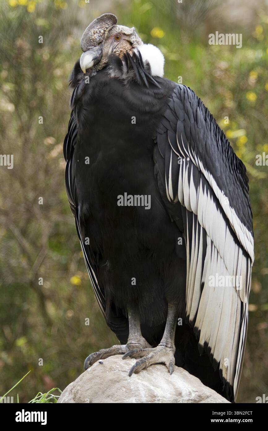 Condor andino (Vultur gryphus), Condor maschio arroccato su una roccia, parco nazionale di Cotopaxi, province di Cotopaxi, Napo e Pichincha, Ecuador, Sud America Foto Stock