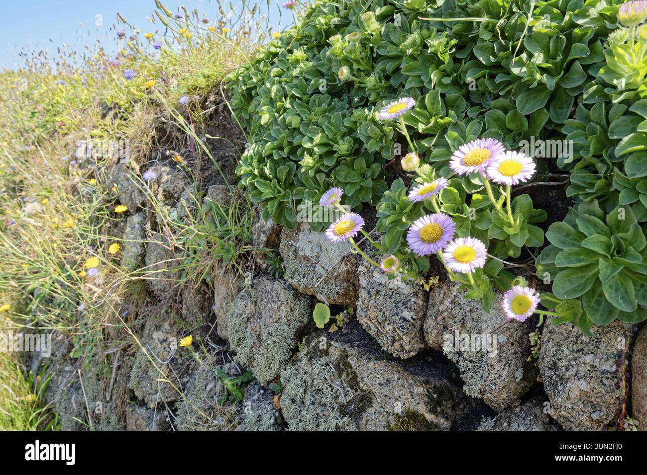Fiori di parrucchiere, piante fiorite su un muro di pietra vicino alla strada a Land's End. Land's End, la punta del promontorio a ovest della Cornovaglia, è la più alta Foto Stock