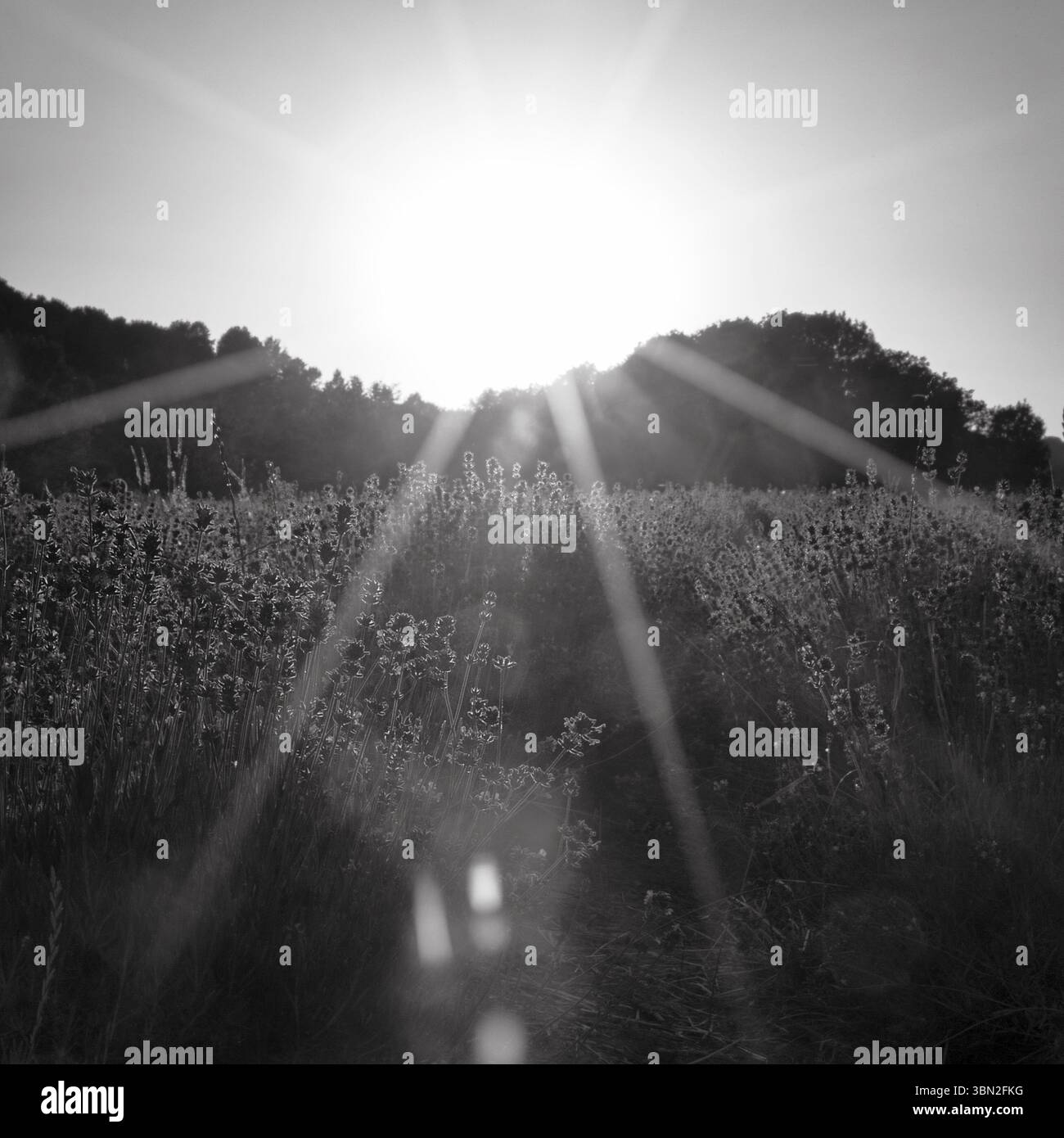 Fiori di lavanda al tramonto illuminati dal sole, raggi solari, riflessi di luce, monocromatico, campi di lavanda Fromhausen, Detmold, Westfalia orientale-Lippe, Teutoburgo Foto Stock