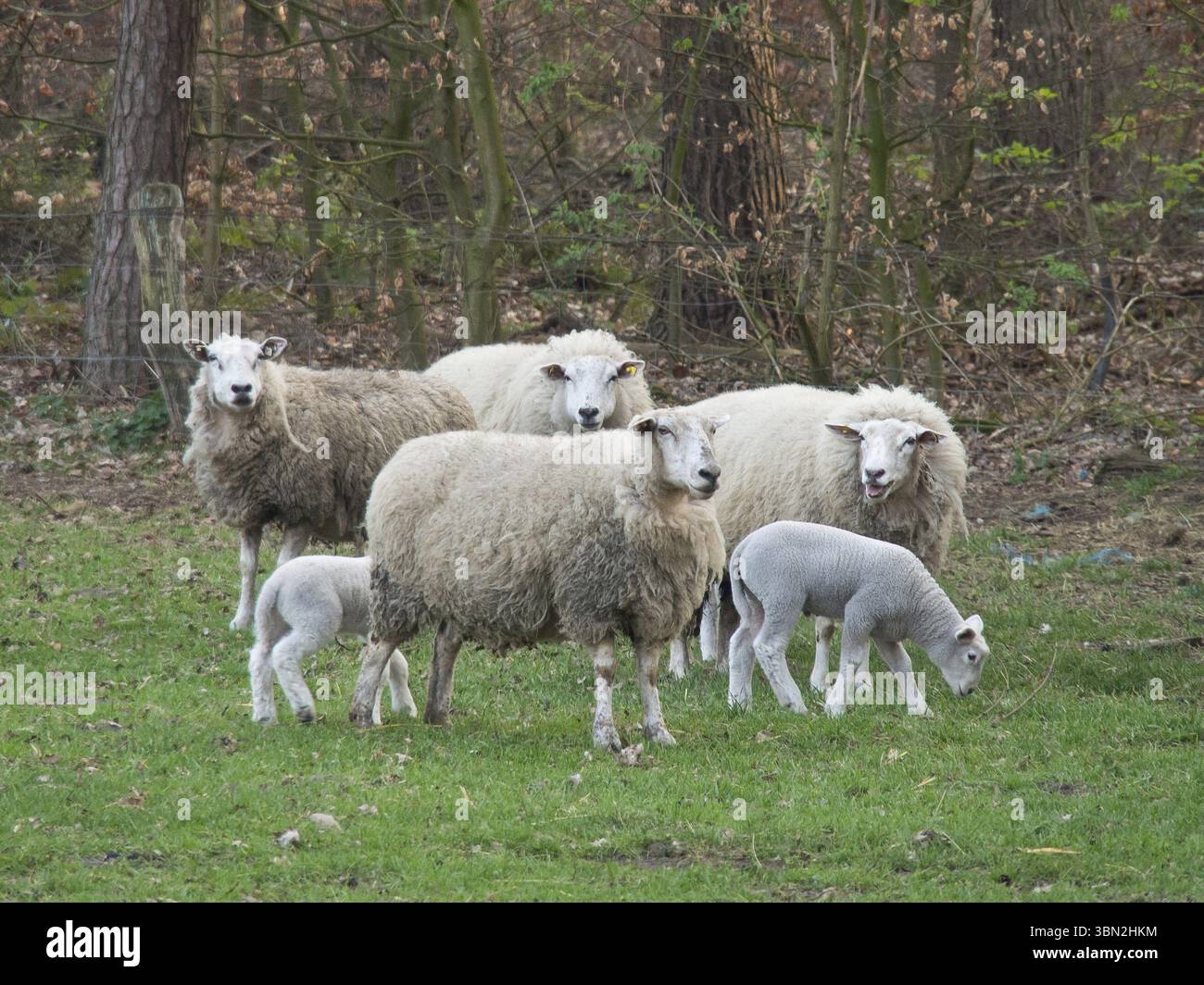 Gruppo di pecore e agnelli ai margini di una foresta in un prato, Borken, Muensterland, Germania, Europa Foto Stock