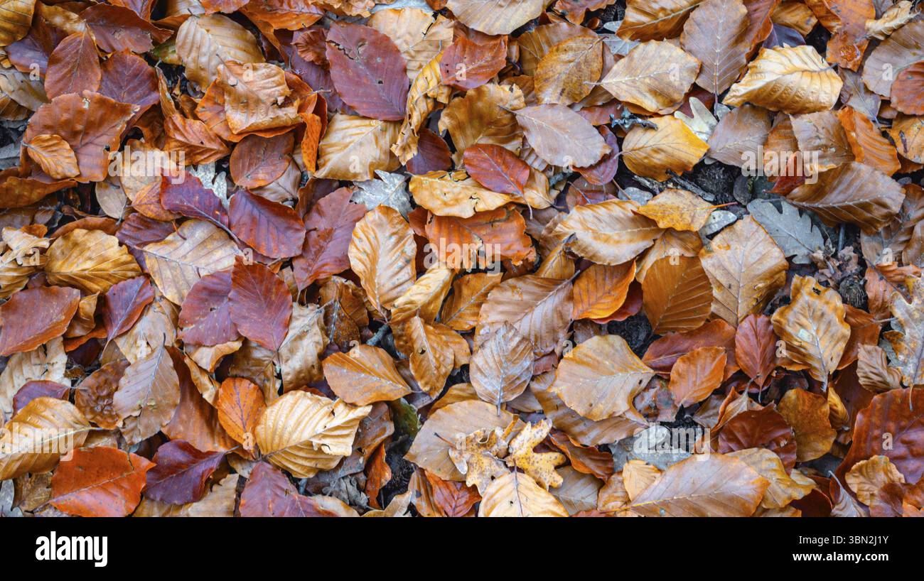 Foglie d'autunno arazzo Design di sfondo naturale Foto Stock