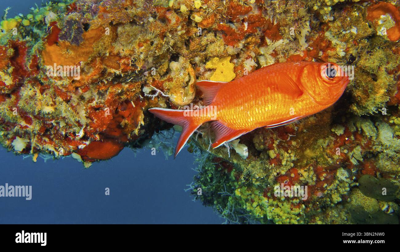 Immacolata Soldierfish, Myripristis vittata, Coral Reef, Reef Building Coral, Atollo di South Ari, Maldive, Oceano Indiano, Asia Foto Stock