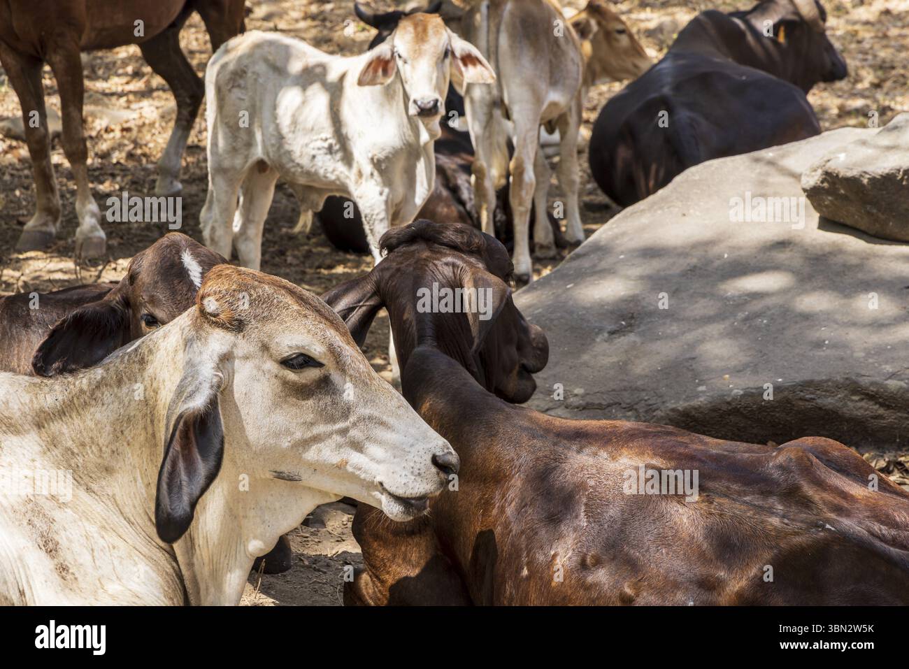 Bestiame lungo la strada all'isola di Ometepe in Nicaragua, America centrale Foto Stock