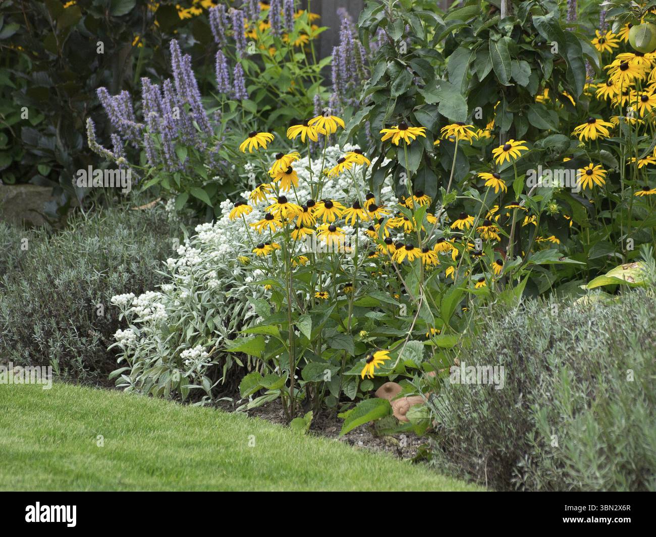 Paesaggio variegato con fiori gialli e viola, sfondo verde, Borken, muensterland, Germania, Europa Foto Stock