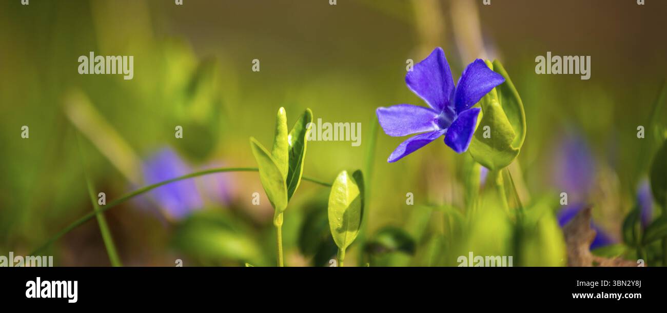 Sfondo con Vinca maggiore, o bigleaf periwinkle. Grande periwinkle, maggiore periwinkle e blu periwinkle macinato coprire la famiglia di piante Apocynaceae Foto Stock