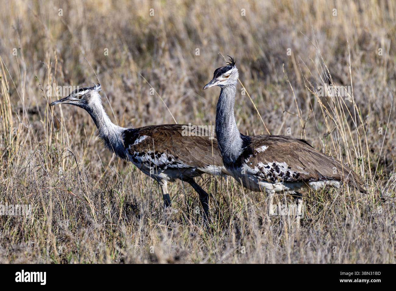 Uccelli selvatici nel Serengeti National Park. Foto Stock